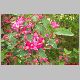 lonicera k. 10.04.01.jpg